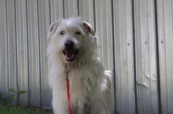 Yuki, schüchtern,als Zweithund