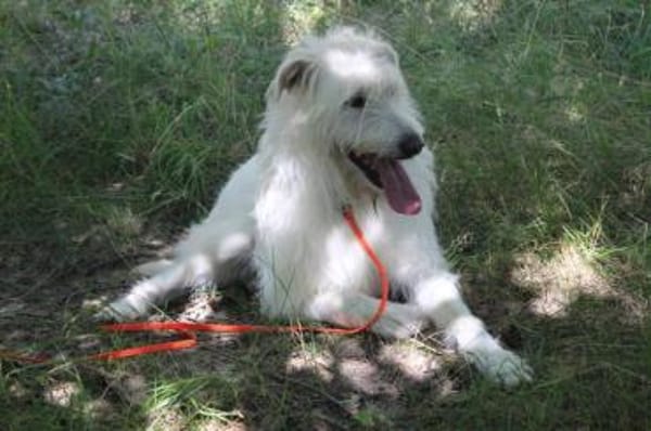 Yuki, schüchtern,als Zweithund