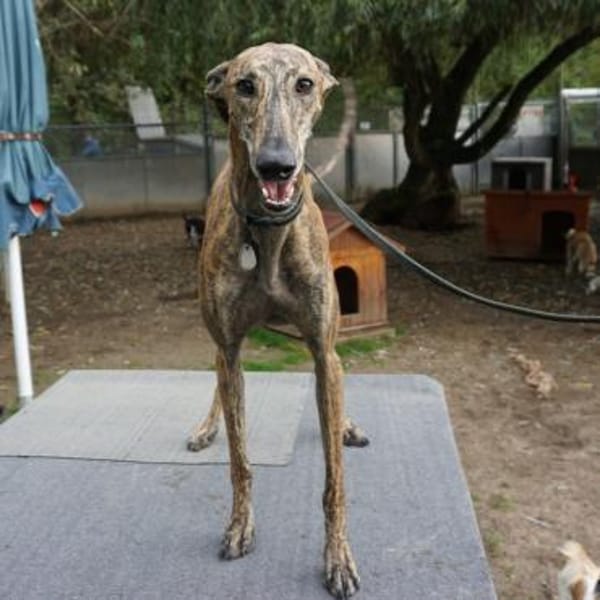 Guadalupe, verschmust, freundlich, offen