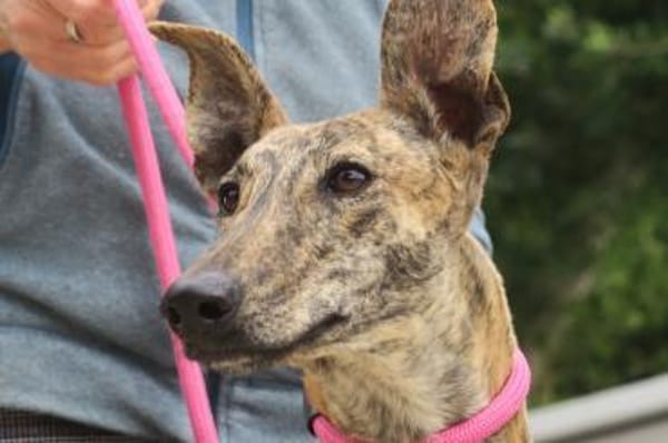 Guadalupe, verschmust, freundlich, offen