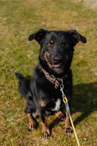 NATHAN * spezial anhänglich