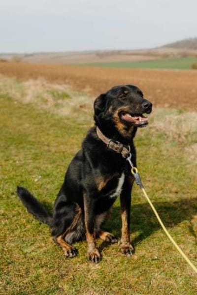 NATHAN * spezial anhänglich