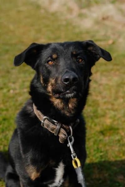 NATHAN * spezial anhänglich