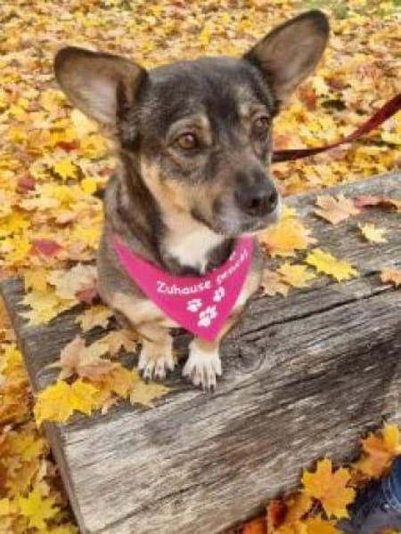 Calina 33 cm (Pflegestelle)