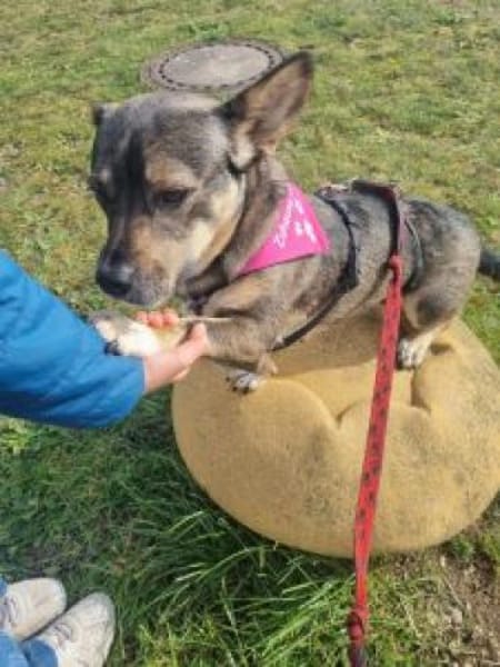 Calina 33 cm (Pflegestelle)