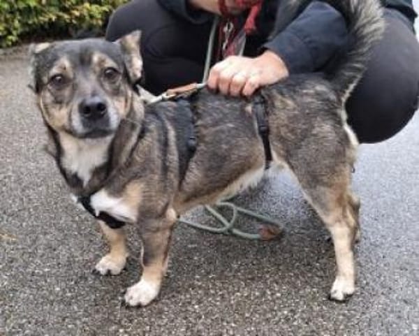 Calina 33 cm (Pflegestelle)