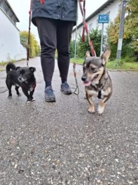 Calina 33 cm (Pflegestelle)