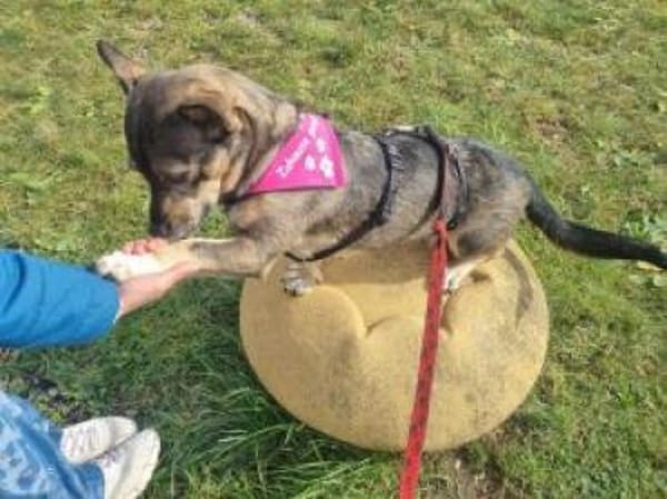 Calina 33 cm (Pflegestelle)