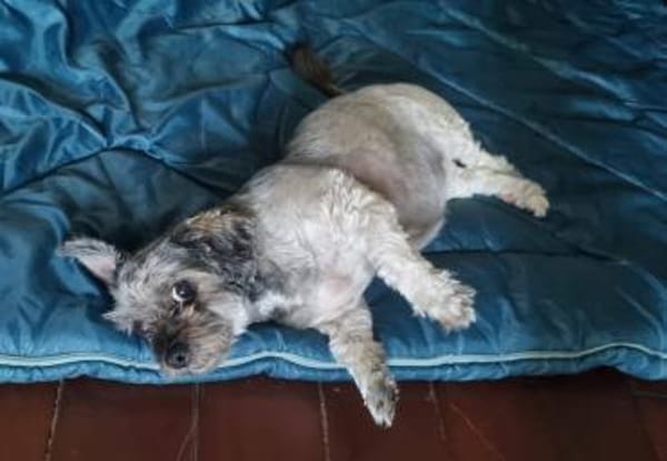 Bella, sehr liebe Maus sucht ein Zuhause