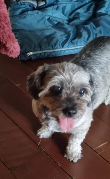 Bella, sehr liebe Maus sucht ein Zuhause