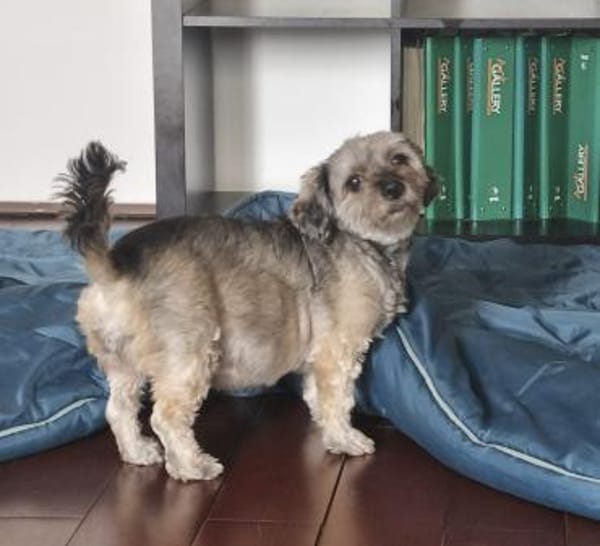 Bella, sehr liebe Maus sucht ein Zuhause