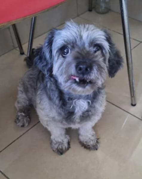 Bella, sehr liebe Maus sucht ein Zuhause