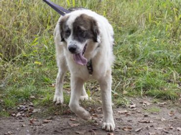 Dennis ist ein bezaubernder Rüde