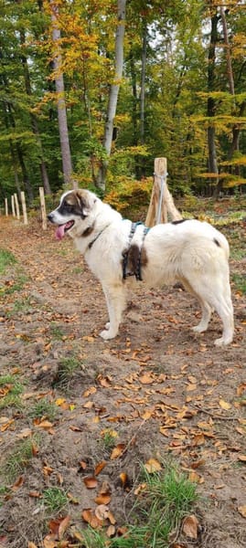 Dennis ist ein bezaubernder Rüde