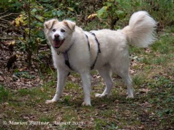 Puiu ist ein toller, super lieber Rüde