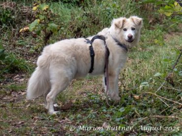 Puiu ist ein toller, super lieber Rüde