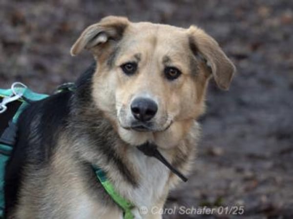 Casper sucht ein liebevolles Zuhause