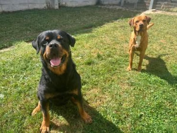 Apollo sucht sein Zuhause