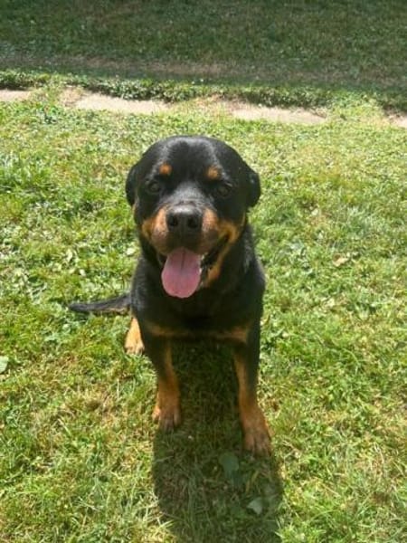 Apollo sucht sein Zuhause