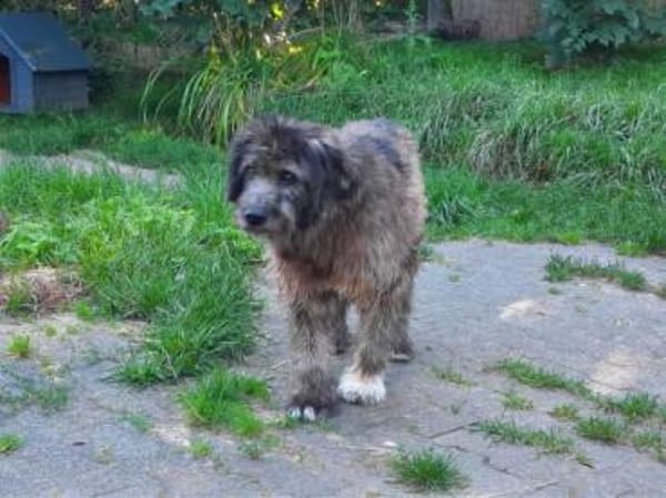 HENRI * bescheidener Hundeopi