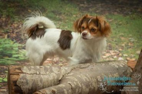 SIBO -liebevoll, fröhlich, anhänglich-