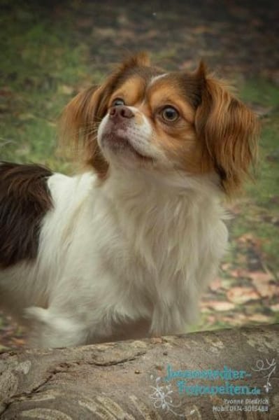 SIBO -liebevoll, fröhlich, anhänglich-