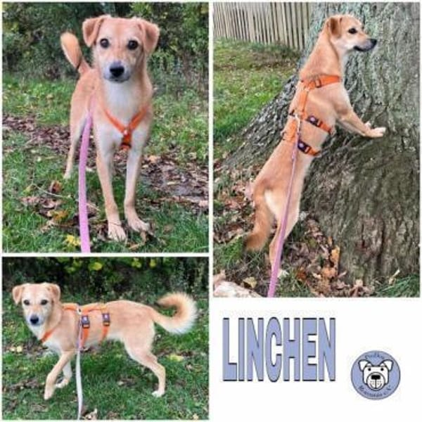 LINCHEN -neugierig, offen und verspielt-