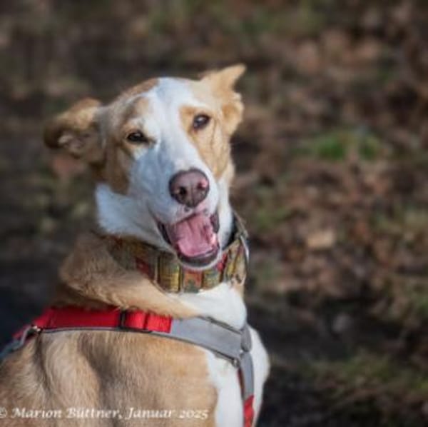 Lila ist zierlich und lebhaft