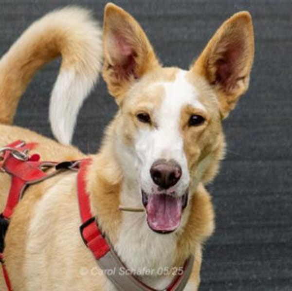 Lila ist zierlich und lebhaft