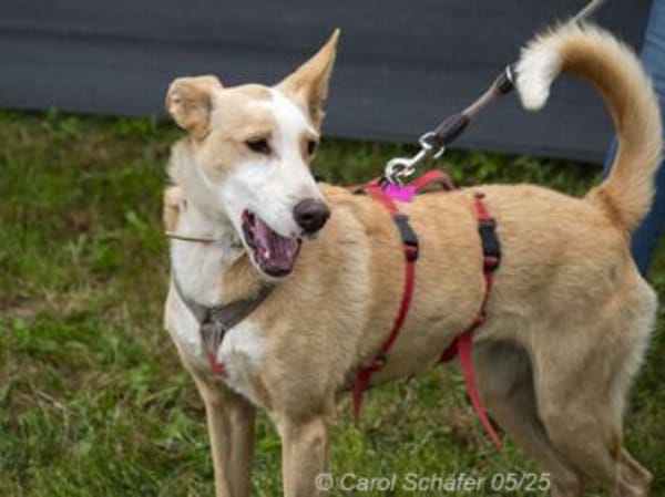 Lila ist zierlich und lebhaft