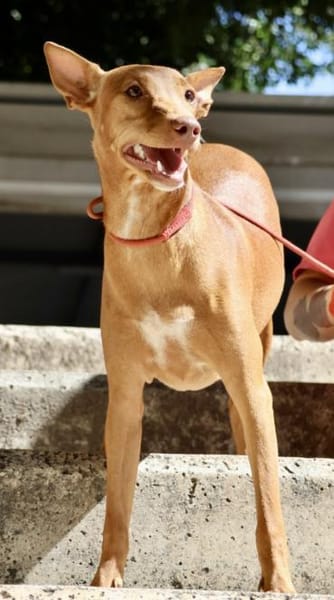 Florinda, verträglich, lernwillig, agil