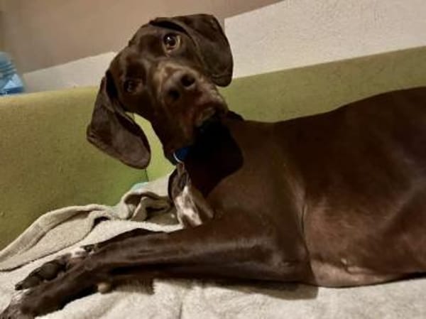 Asia, freundlich, lernwillig, offen