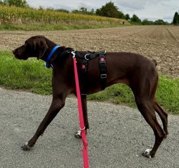 Asia, freundlich, lernwillig, offen