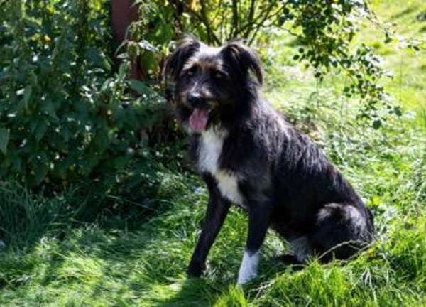 DOLLY -tolle, aktive Hundeseele-