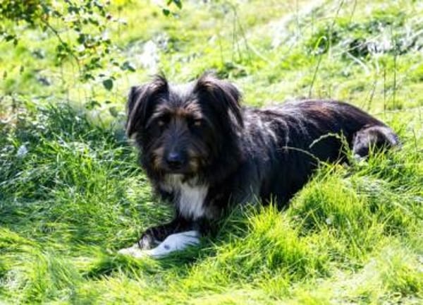 DOLLY -tolle, aktive Hundeseele-