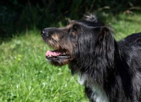 DOLLY -tolle, aktive Hundeseele-