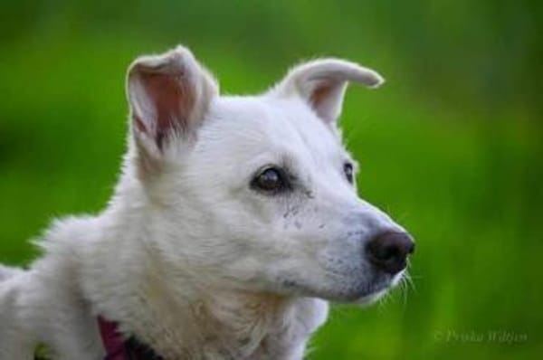 NEVA -sucht hundeerfahrenes Zuhause-