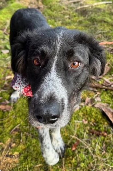 Pina große Hündin mit noch größerem Herz