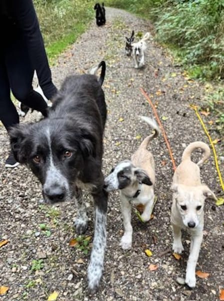 Pina große Hündin mit noch größerem Herz