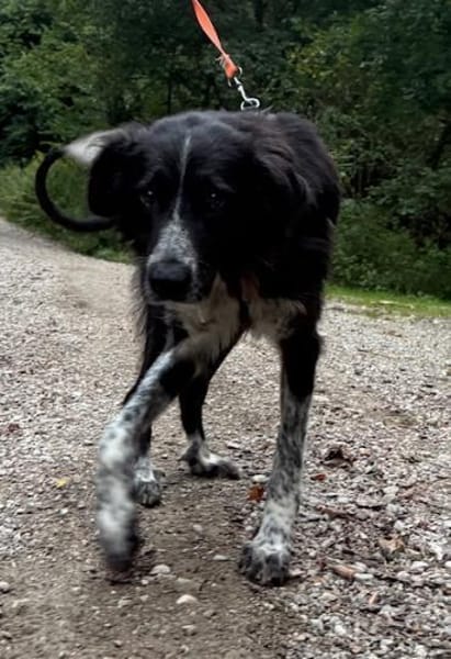 Pina große Hündin mit noch größerem Herz