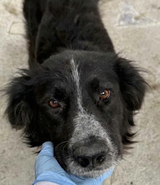 Pina große Hündin mit noch größerem Herz