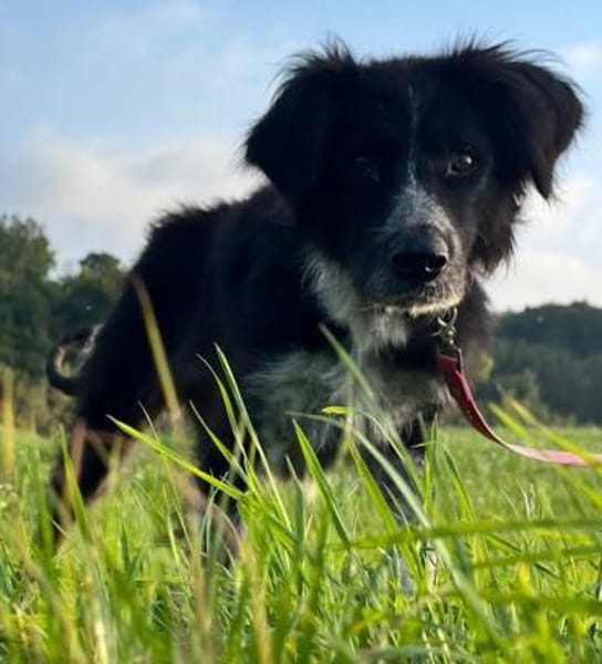 Pina große Hündin mit noch größerem Herz