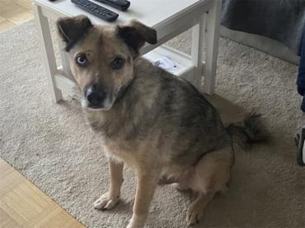 Spencer  wartet in 56379 Oberwies