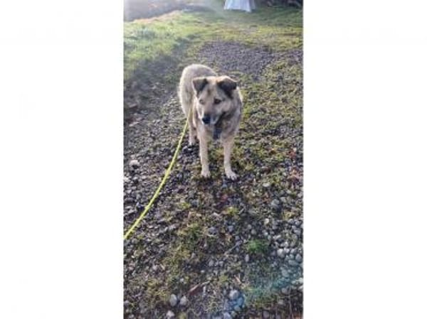 Spencer  wartet in 56379 Oberwies