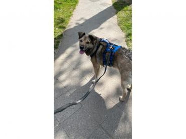 Spencer  wartet in 56379 Oberwies