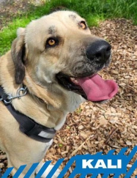Kali - tolle Hündin für Anspruchsvolle