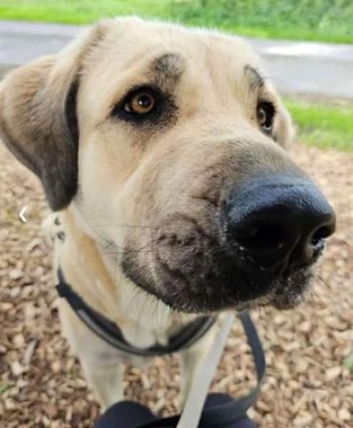 Kali - tolle Hündin für Anspruchsvolle