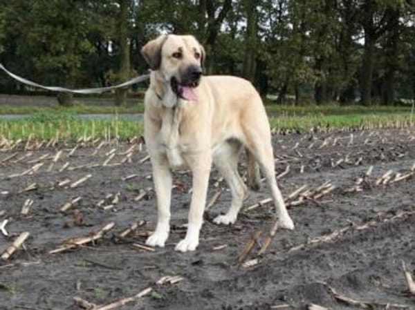 Kali - tolle Hündin für Anspruchsvolle
