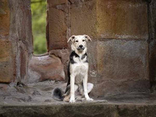 Bongo möchte endlich ankommen
