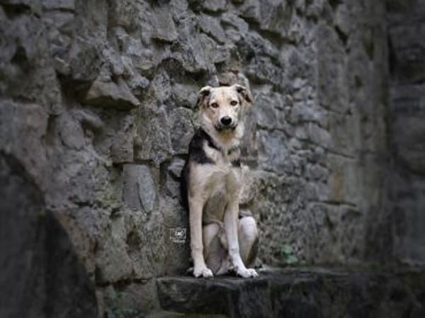 Bongo möchte endlich ankommen